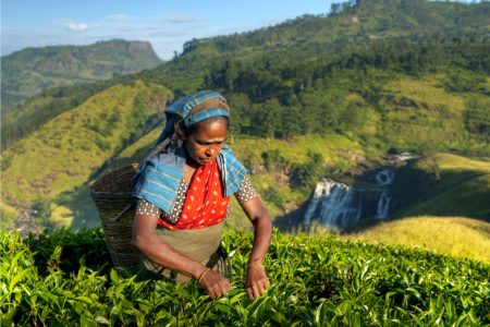 Highlights of Sri Lanka (07 Days)